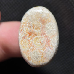 Corail fossile 19.46ct