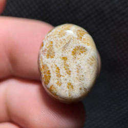 Corail Fossile 19.73ct