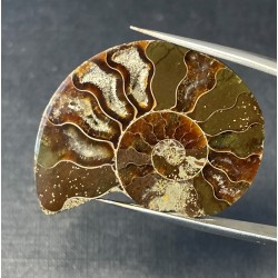Ammonite Sciée avec nacre