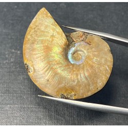 Ammonite Sciée avec nacre