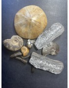 Ozen-Gems | Fossiles, Ammonites, Ambre, Bois pétrifié